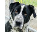 Adopt Chip a Great Pyrenees, Labrador Retriever