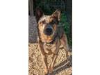 Adopt Bruno a Australian Cattle Dog / Blue Heeler