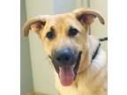 Adopt Bolt a German Shepherd Dog