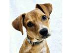 Adopt Stripes a Australian Cattle Dog / Blue Heeler