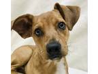Adopt Stars a Australian Cattle Dog / Blue Heeler