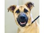 Adopt Slinky a German Shepherd Dog