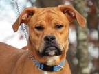 Adopt Ray a Boxer, Mixed Breed