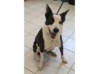 Adopt Michael a Border Collie