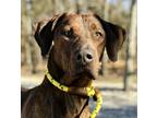 Adopt Jorah a Mountain Cur, Mixed Breed
