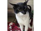 Adopt Bandit a Domestic Short Hair