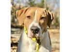 Adopt Jaeger a Mountain Cur