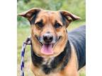 Adopt Dart a Beagle, Mixed Breed