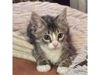 Adopt Forest Gump a Domestic Short Hair