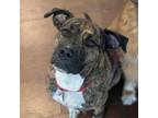 Adopt Kingo a Boxer, American Staffordshire Terrier