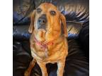 Adopt Freestyle a Basset Hound, Beagle