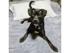 Adopt Shaboozey a Black Labrador Retriever, Pit Bull Terrier