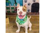 Adopt Marmaduke a Pit Bull Terrier, American Staffordshire Terrier