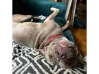 Adopt Bucky a Pit Bull Terrier, American Staffordshire Terrier