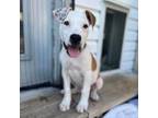 Adopt Santorini a Pit Bull Terrier