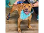 Adopt Alexander a Pit Bull Terrier, American Staffordshire Terrier