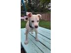 Adopt Dermot a Mixed Breed