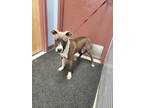 Adopt King P4P a Pit Bull Terrier, Hound