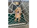 Adopt Zack a Labrador Retriever, Mixed Breed