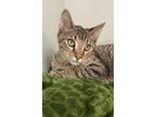 Adopt Asta a Domestic Short Hair
