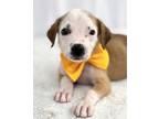 Adopt Valentino a Black Mouth Cur, Mixed Breed