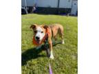 Adopt Thor a Terrier, Mixed Breed