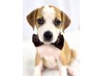 Adopt Vince a Black Mouth Cur, Mixed Breed