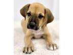 Adopt Vortex a Black Mouth Cur, Mixed Breed