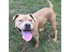 Adopt Hamburger a Pit Bull Terrier