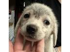 Adopt Odie 081002S a Labrador Retriever