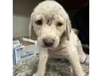 Adopt Obie 081001S a Labrador Retriever