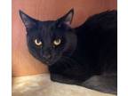 Adopt Casper a Domestic Short Hair