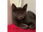 Adopt Tex a Domestic Medium Hair
