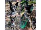 Adopt PATTERSON a Australian Cattle Dog / Blue Heeler