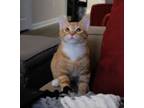 Adopt Linus a Domestic Short Hair, Tabby