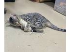 Adopt Blane a Domestic Short Hair