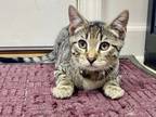 Adopt Verde a Domestic Short Hair