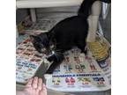Adopt SHADOW ADOPTED! a Domestic Short Hair