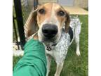 Adopt BUDDY Available NOW - ADOPTION or RESCUE! a Hound, Mixed Breed