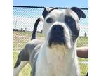 Adopt PETER Available NOW - ADOPTION or RESCUE! a Mixed Breed