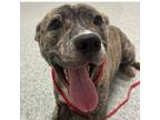 Adopt ABEL Available NOW - ADOPTION or RESCUE! a Mixed Breed