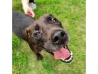 Adopt TURKEY Available NOW - ADOPTION or RESCUE! a Mixed Breed