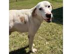 Adopt MAX Available NOW - ADOPTION or RESCUE! a Hound, Mixed Breed