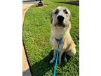 Adopt Stanley a Great Pyrenees, Mixed Breed