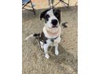 Adopt Nero a Catahoula Leopard Dog, Mixed Breed