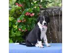 Adopt Dressel a Hound, Labrador Retriever