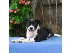 Adopt Curry a Hound, Labrador Retriever