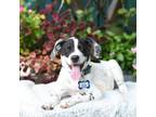 Adopt River a Hound, Labrador Retriever