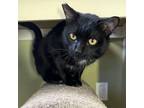 Adopt Cole a Domestic Short Hair
