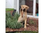 Adopt French Fry a Golden Retriever, Mixed Breed